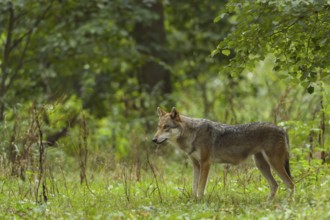 Wolf (Canis lupus), standing on the meadow, summer, Germany, Europe