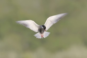 White-bearded Tern (Chlidonias hybrida) in flight over wetlands, migratory bird that breeds on