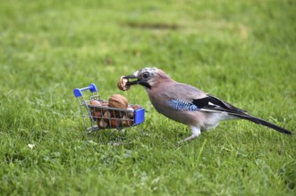 Eurasian jay (garrulus glandarius) eats nuts from the shopping trolley
