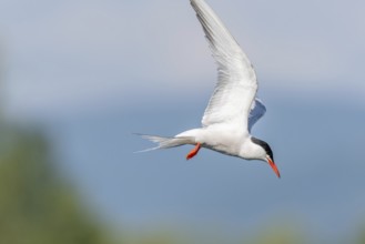 Common tern (Sterna hirundo) hovering over a marsh. Bas Rhin, Alsace, France, Europe