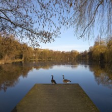 Lake in the spa gardens with Canada geese (Branta canadensis), Bad Wünnenberg, East