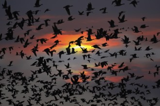 Barnacle geese, barnacle geese (Branta leucopsis), flock flying in the sky at sunset,