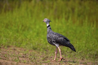 Collared Weirbird (Chauna torquata) Pantanal Brazil