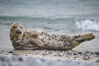 Grey seal (Halichoerus grypus) on the beach on the edge of the water with the sea in the