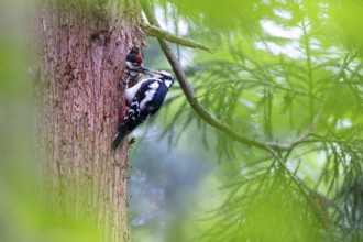 Great spotted woodpecker (Dendrocopos major), female feeds almost fledged young bird in the