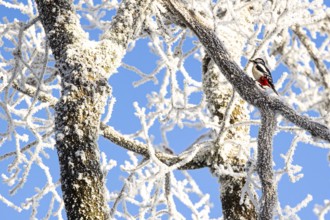 Great spotted woodpecker (Dendrocopos major), female hopping on a branch covered with hoarfrost,