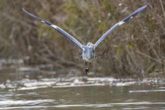 Grey heron (Ardea cinerea) Germany