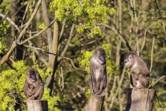 Three Drills (Mandrillus leucophaeus) sit high up on the three stumps of a cut tree and enjoy the
