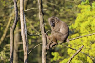 A female Drill (Mandrillus leucophaeus) sits high up in a tree and enjoys the early sunlight. A