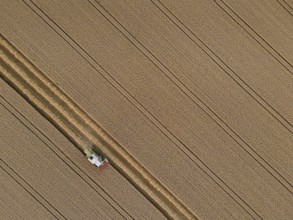 A combine harvester harvests a grain field near Frankfurt am Main. (Aerial photo with a drone),