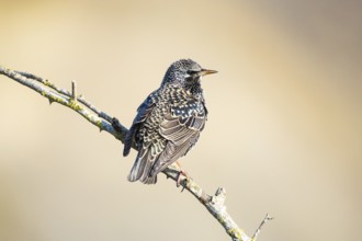 Common starling (Sturnus vulgaris) Germany