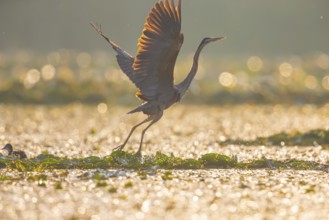 Purple heron (Ardea purpurea), the bird searches for prey in shallow water in the early morning and