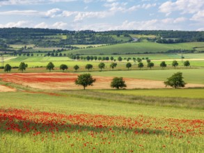 Typical landscape, fields with poppies, vineyards and tree avenues under a blue sky with clouds,