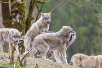 A pack of grey wolves (Canis lupus lupus) playing on a hill and showing social behaviour