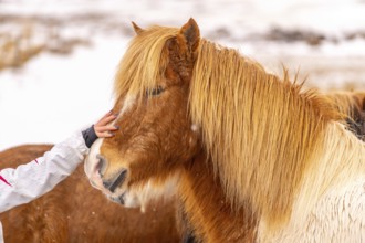 Hand of a tourist woman stroking the brown horses in the winter of Iceland
