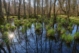 Sunlight reflected in the calm waters of a riparian forest, surrounded by thin trees and grasses,