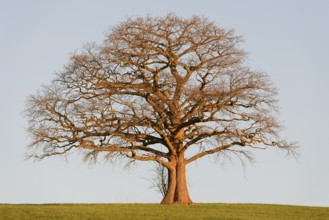 Oak (Quercus), bare gnarled solitary tree in the light of the morning sun, blue sky, North