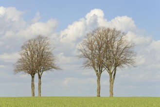 Row of trees, bare lime trees (Tilia) on a green grain field, blue cloudy sky, North