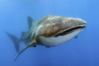 Underwater photo of great whale shark (Rhincodon typus) harmless plankton eater swimming through