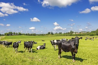Dairy cows on a grassy meadow in a beautiful sunny rural landscape view in the summer, Sweden,