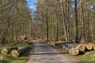 A path leads through a forest with piled up tree trunks on both sides, the atmosphere is calm and
