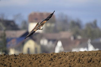 Red Kite, Red Kite, Montagu's Harrier, Montagu's Harrier (Milvus milvus), approaching a field,