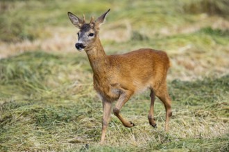 Roe deer (Capreolus capreolus) Buck rutting Germany