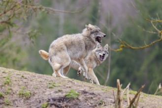 Two grey wolves (Canis lupus lupus) playing on a hill and showing social behaviour
