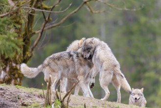 A pack of grey wolves (Canis lupus lupus) playing on a hill and showing social behaviour