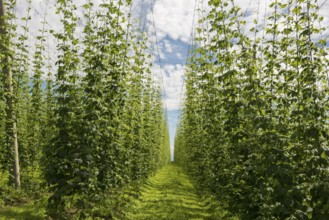 Village and hop gardens, hop growing, hop plantation, Neukirch, near Tettnang, behind the Swiss