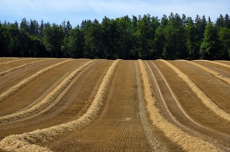 Agriculture, wheat field, harvested, cut, structure, forest, sky, Wental, Barholomä, Swabian Alb,