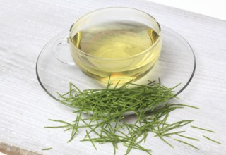 Medicinal plant, Equisetum arvense, the field horsetail or horsetail