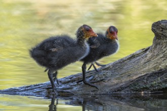 Eurasian burbot (Fulica atra) chicks on a trunk in the water. Bas Rhin, Alsace, France, Europe