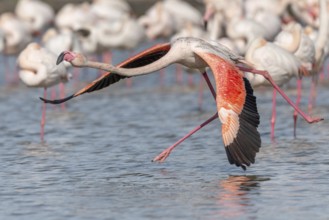 Flamingo (Phoenicopterus roseus) jumping out of a pond. Saintes Maries de la Mer, Parc naturel