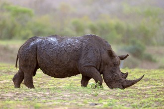 White rhino, white rhino (Ceratotherium simum), adult feeding, Hluhluwe Umfolozi National Park,