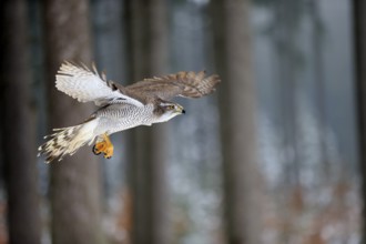Goshawk (Accipiter gentilis), adult in winter, flying in the snow, Zdarske Vrchy, Bohemian-Moravian