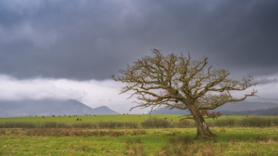 Single windswept tree without leaves is seen in a meadow with grazing cows and mountains in the