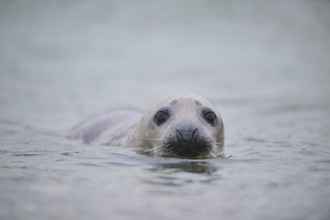 Grey seal (Halichoerus grypus) looking out of the water while swimming in the sea, Düne, Helgoland,