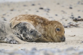 Grey seal (Halichoerus grypus) playing with each other on the beach, Düne, Helgoland,