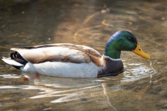 A male mallard (Anas platyrhynchos) with shiny feathers floats in the water while drops fall from
