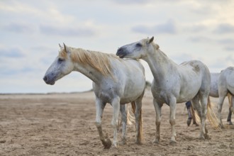 White Camargue horses on the beach under a cloudy sky, Camargue, France, Europe