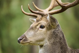 European fallow deer (Dama dama) stag in a forest, portrait, Bavaria, Germany, Europe