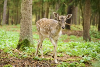 European fallow deer (Dama dama) hind walking in a forest, Bavaria, Germany, Europe