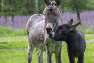 Miniature donkey with black foal, close-up portrait in meadow with flowers in spring, Mediterranean