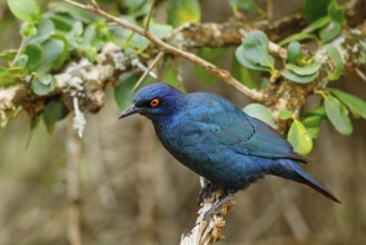 Cape starling (Lamprotornis nitens), Mkuze Game Reserve, Mkuze, KwaZulu-Natal, South Africa, Africa
