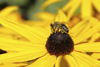 European honey bee (Apis mellifera), collecting nectar from a yellow coneflower (Echinacea