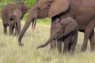African forest elephants (Loxodonta cyclotis) in a clearing in Loango National Park, Parc National