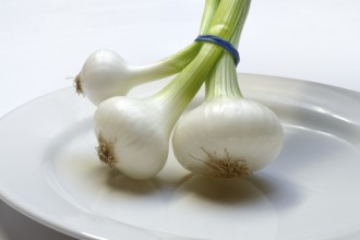 Onion, spring onions on a plate