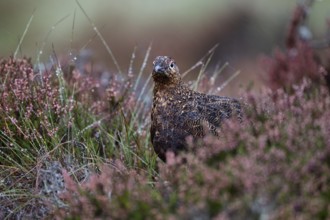 Red Grouse (Lagopus lagopus scotica) in the Highlands, Scotland, Great Britain