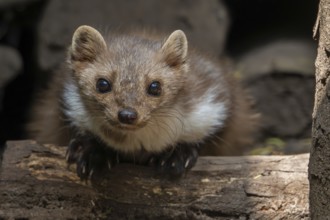 Close-up of beech marten, stone marten (Martes foina) resting in wood pile, woodpile